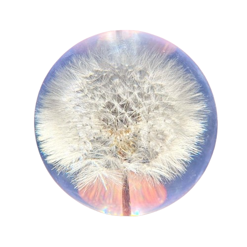 Dandelion "I Wish" Music Dome