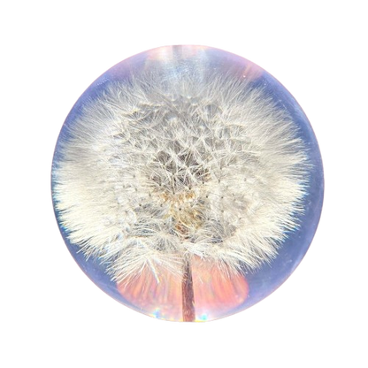 Dandelion  "I Wish" Music Dome