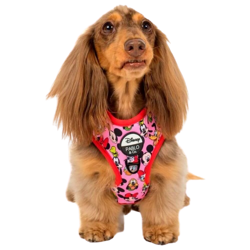 Pablo & Co Adjustable Harness