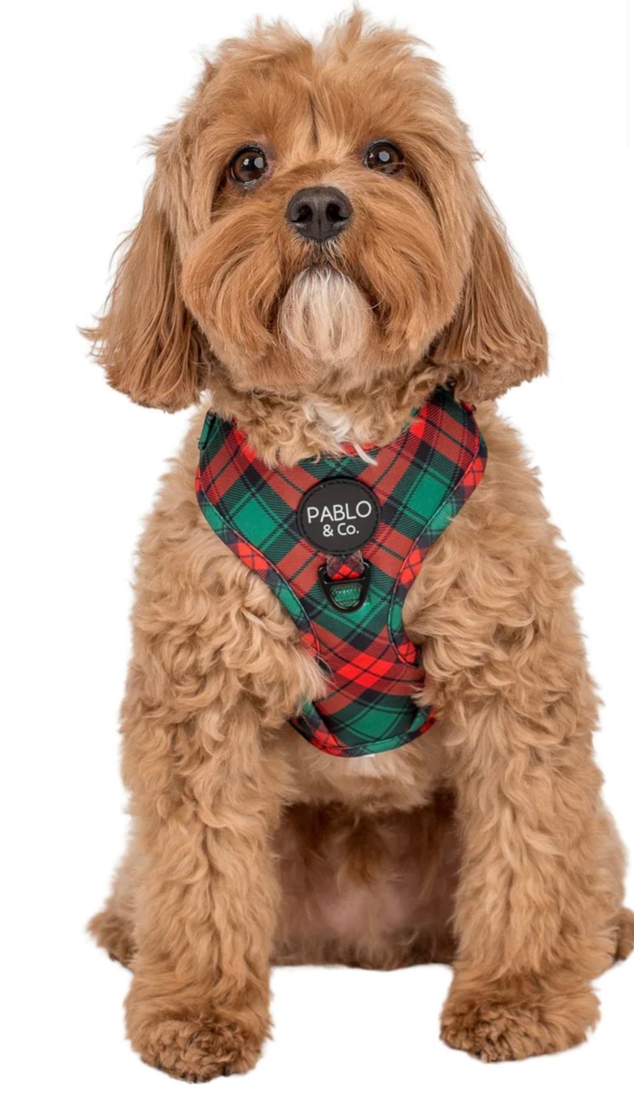 Pablo & Co Adjustable Harness